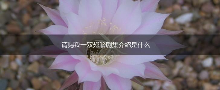 请赐我一双翅膀剧集介绍是什么,第1张