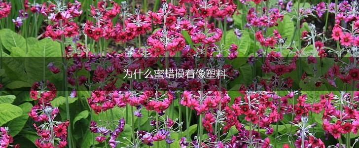 为什么蜜蜡摸着像塑料,第1张