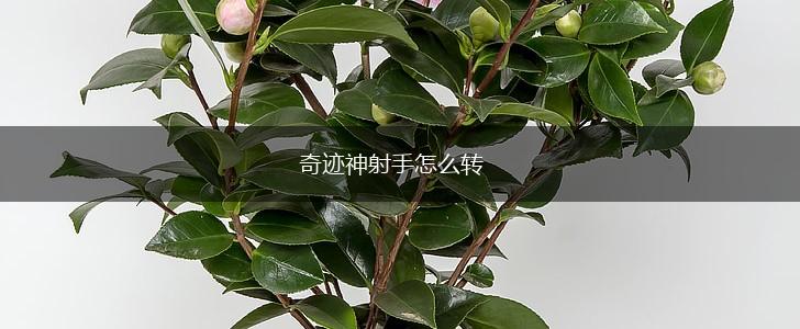奇迹神射手怎么转,第1张