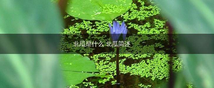 北瓜是什么 北瓜简述,第1张