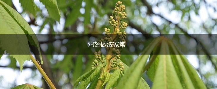 鸡翅做法家常,第1张