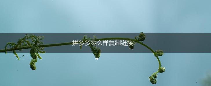 拼多多怎么样复制链接,第1张