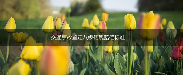 交通事故鉴定八级伤残赔偿标准,第1张
