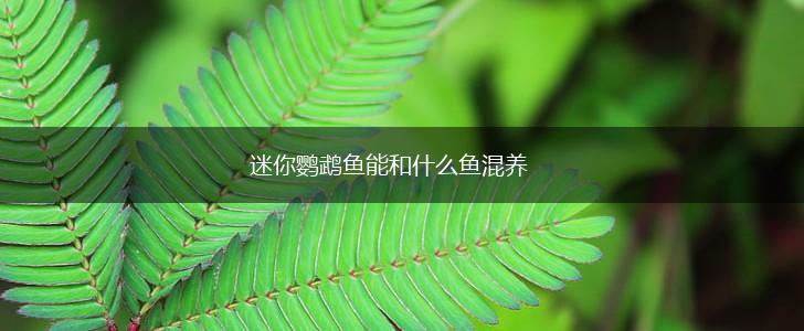 迷你鹦鹉鱼能和什么鱼混养,第1张