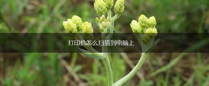 打印机怎么扫描到电脑上,第1张