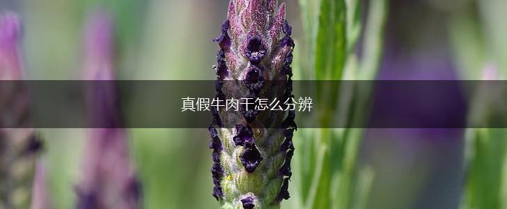 真假牛肉干怎么分辨,第1张