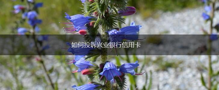 如何投诉兴业银行信用卡,第1张