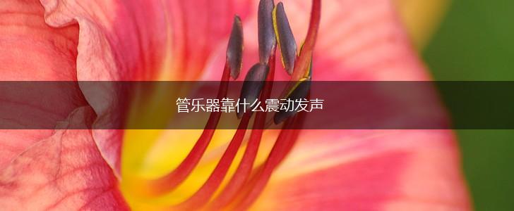 管乐器靠什么震动发声,第1张