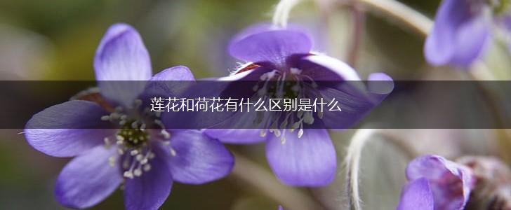 莲花和荷花有什么区别是什么,第1张