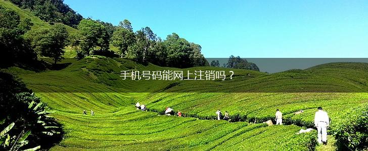 手机号码能网上注销吗？,第1张