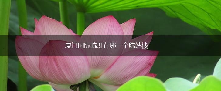 厦门国际航班在哪一个航站楼,第1张
