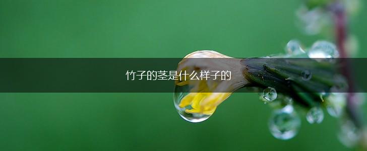 竹子的茎是什么样子的,第1张