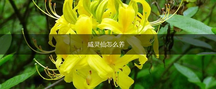 威灵仙怎么养,第1张