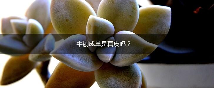 牛刨成革是真皮吗？,第1张