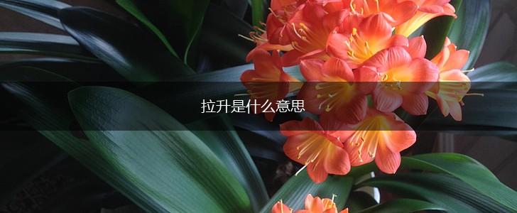 拉升是什么意思,第1张