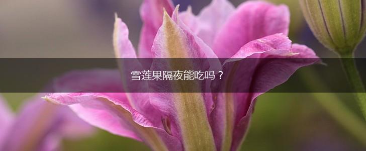 雪莲果隔夜能吃吗？,第1张