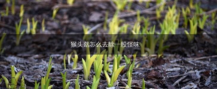 猴头菇怎么去除一股怪味,第1张