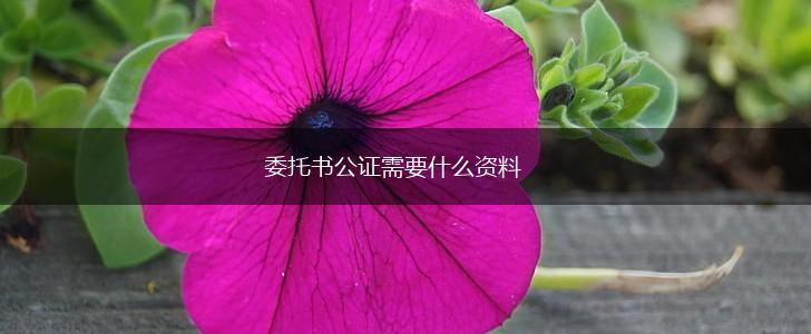 委托书公证需要什么资料,第1张