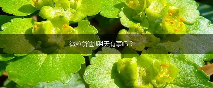 微粒贷逾期4天有事吗？,第1张