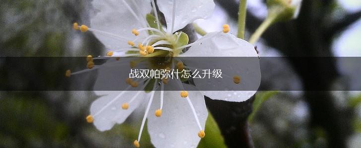 战双帕弥什怎么升级,第1张