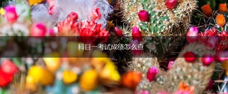 科目一考试成绩怎么查,第1张