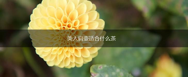 美人肩壶适合什么茶,第1张