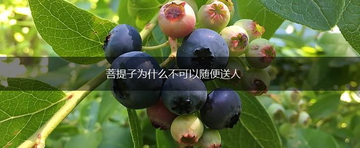 菩提子为什么不可以随便送人,第1张