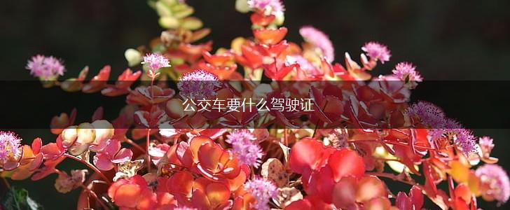 公交车要什么驾驶证,第1张