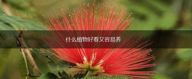 什么植物好看又容易养,第1张