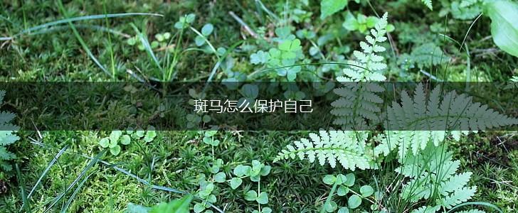 斑马怎么保护自己,第1张