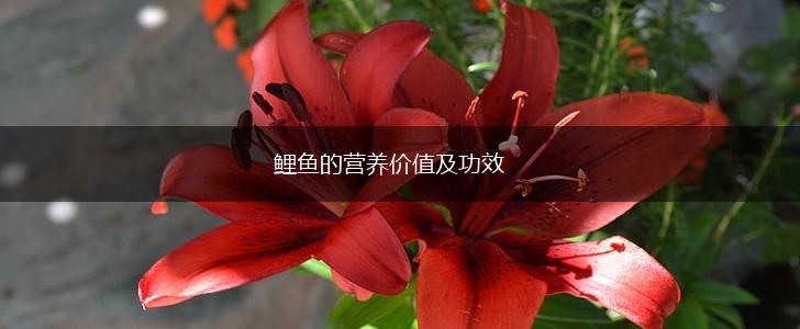 鲤鱼的营养价值及功效,第1张
