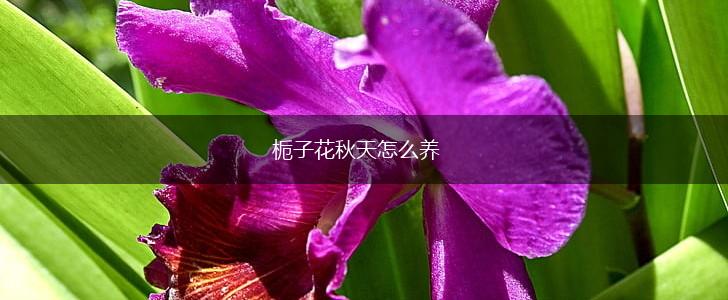 栀子花秋天怎么养,第1张