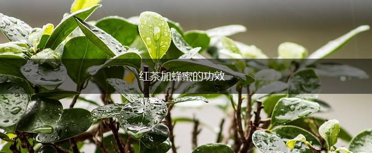 红茶加蜂蜜的功效,第1张