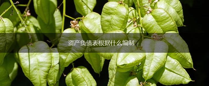 资产负债表根据什么编制,第1张