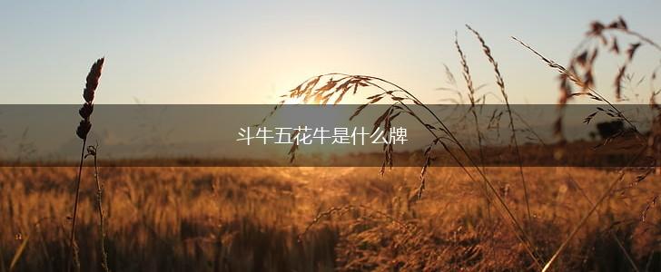 斗牛五花牛是什么牌,第1张