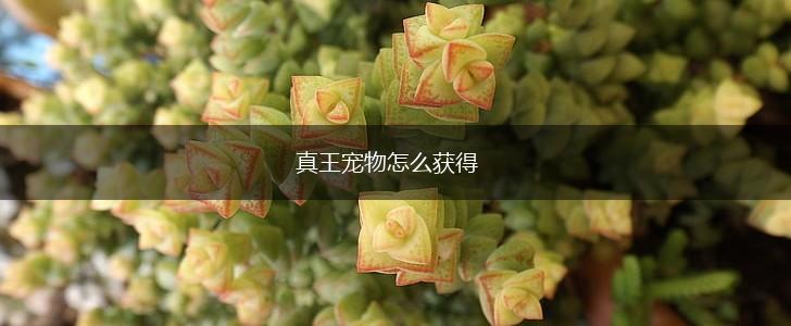 真王宠物怎么获得,第1张