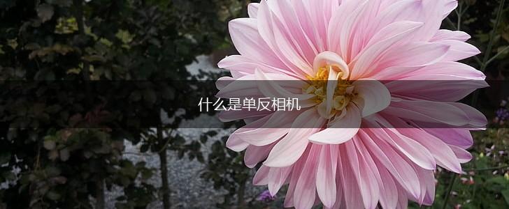 什么是单反相机,第1张
