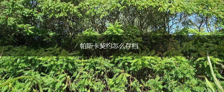 帕斯卡契约怎么存档,第1张