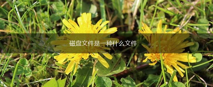 磁盘文件是一种什么文件,第1张