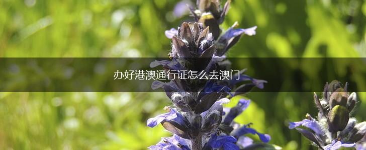 办好港澳通行证怎么去澳门,第1张