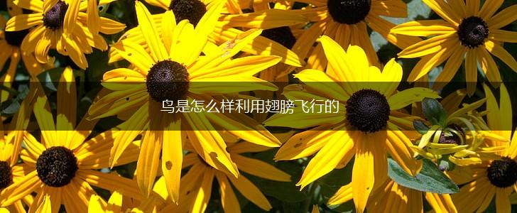 鸟是怎么样利用翅膀飞行的,第1张