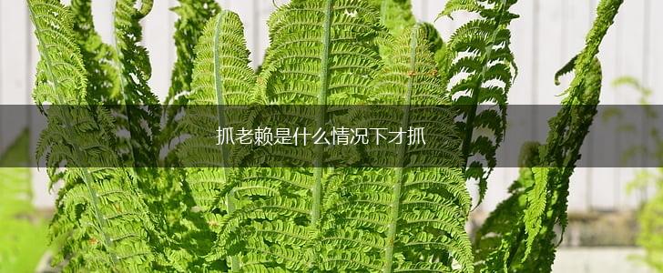 抓老赖是什么情况下才抓,第1张