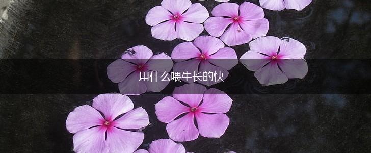 用什么喂牛长的快,第1张