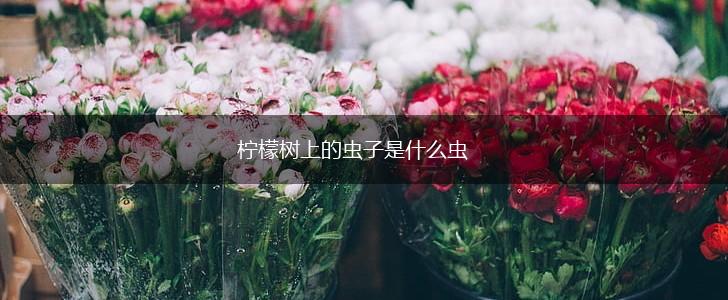 柠檬树上的虫子是什么虫,第1张