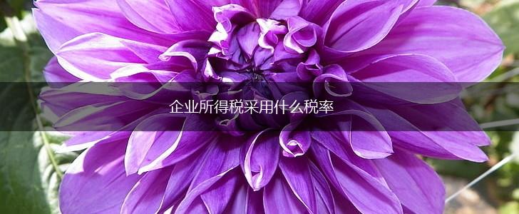 企业所得税采用什么税率,第1张