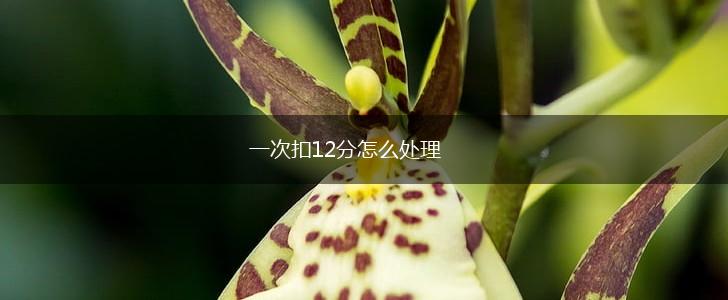 一次扣12分怎么处理,第1张