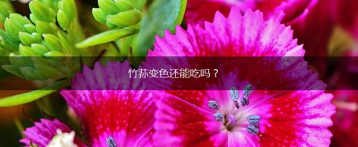 竹荪变色还能吃吗？,第1张