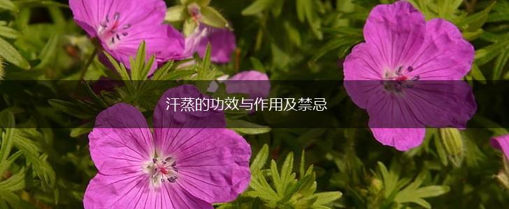 汗蒸的功效与作用及禁忌,第1张