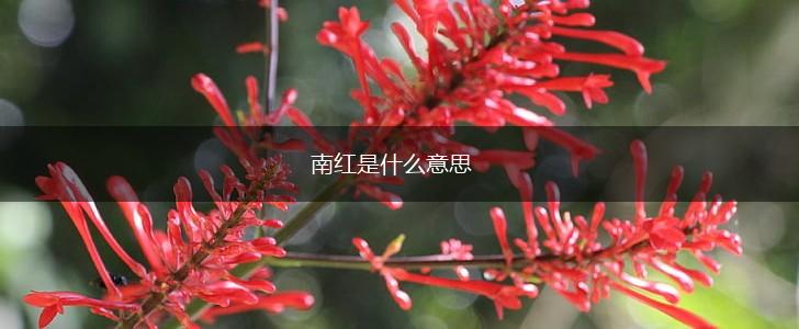 南红是什么意思,第1张