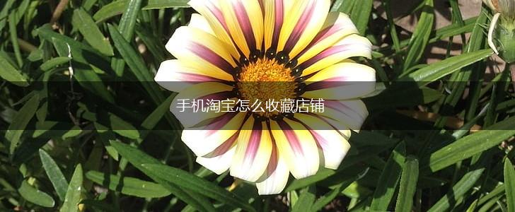 手机淘宝怎么收藏店铺,第1张